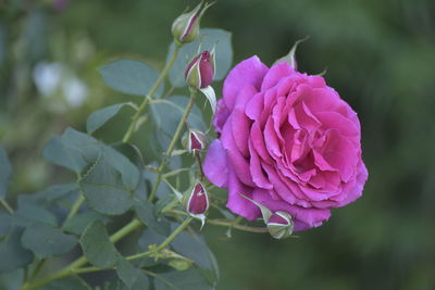 Close-up of pink rose