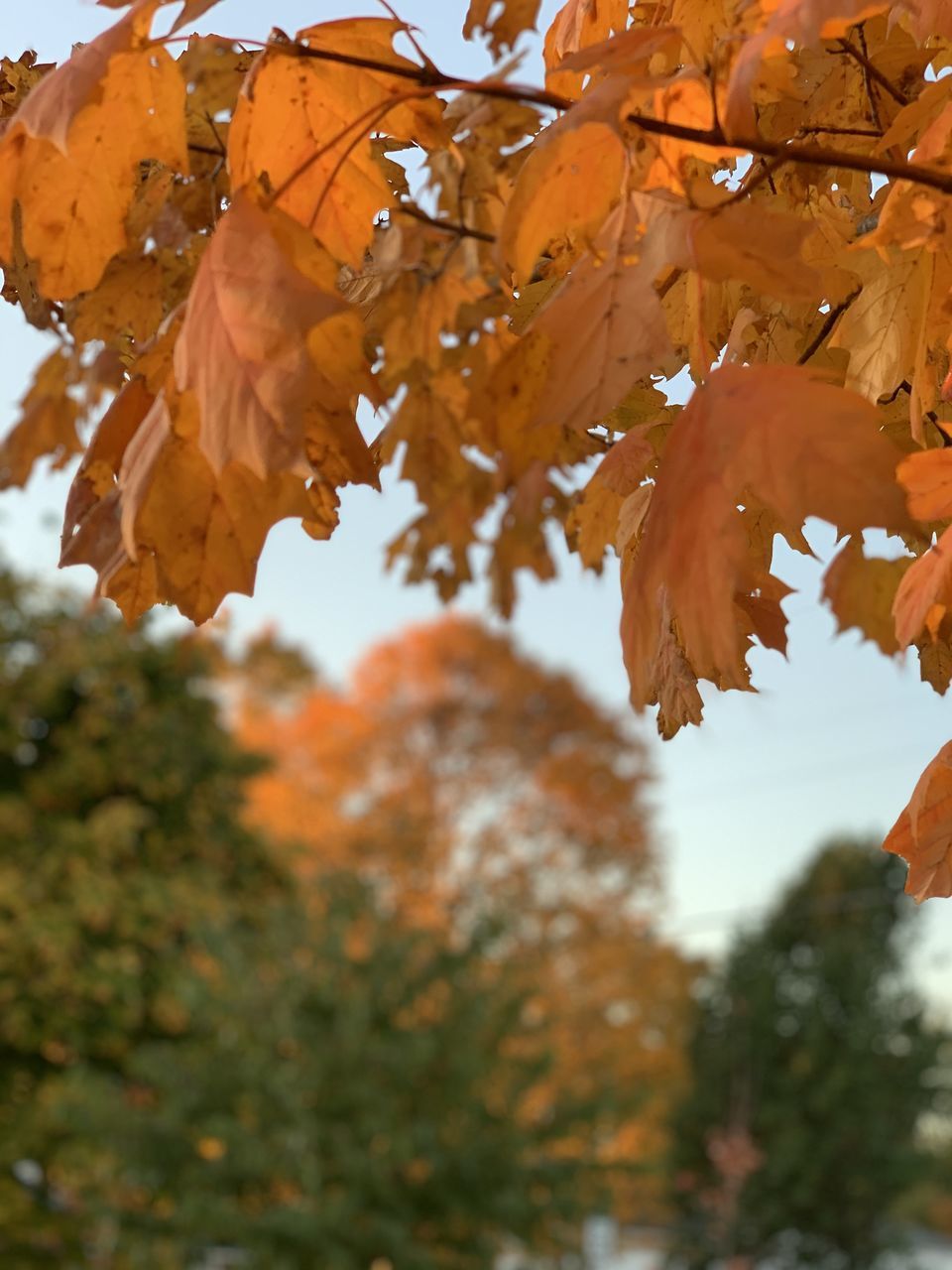 LOW ANGLE VIEW OF AUTUMNAL LEAVES AGAINST TREES