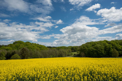 Scenic view of oilseed rape field against sky