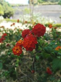 Close-up of red flowers blooming outdoors