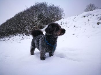Dog on snow covered land