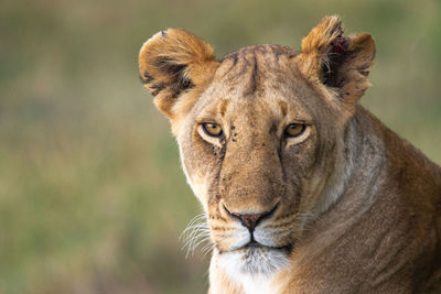 Close-up portrait of a lioness with a torn ear