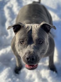 Close-up portrait of dog