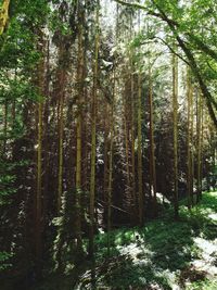 Trees in forest