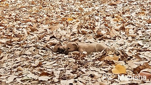 High angle view of animal resting on dry leaves