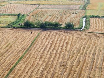 High angle view of agricultural field