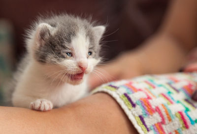 Close-up of kitten on bed