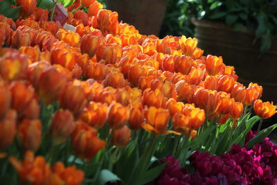 Close-up of orange tulips