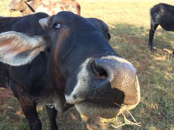 Close-up of cow on field