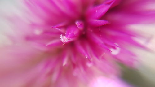 Extreme close-up of pink flower