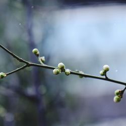 Close-up of flower buds growing on twig