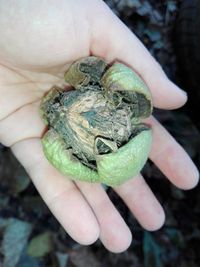 Close-up of person holding leaf