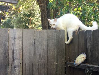 Cat sitting on wooden floor