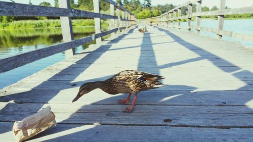 Mallard duck looking at paper bag on pier