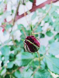 Close-up of red rose on leaf