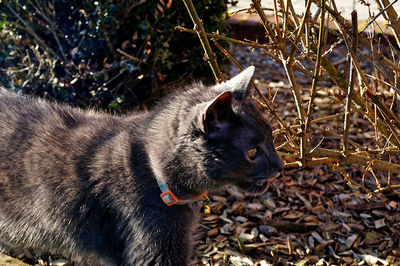 Close-up of a dog on field