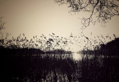 Silhouette plants by lake against sky during sunset