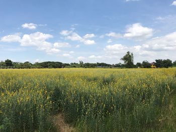 Scenic view of field against sky