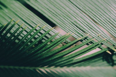 Close-up view of leaf