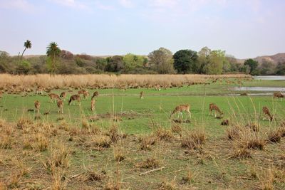 Scenic view of grassy field against sky