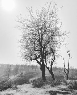 Tree against clear sky