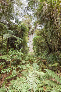 Trees growing in forest