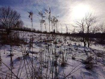 Close-up of bare trees against sky