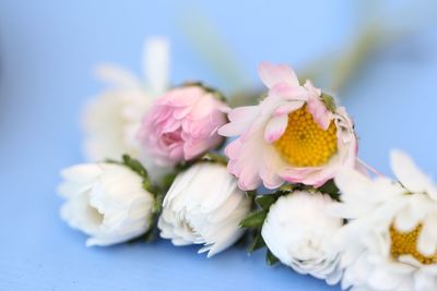 Close-up of pink flowers