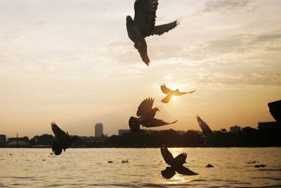 Silhouette of seagull flying over sea against sky