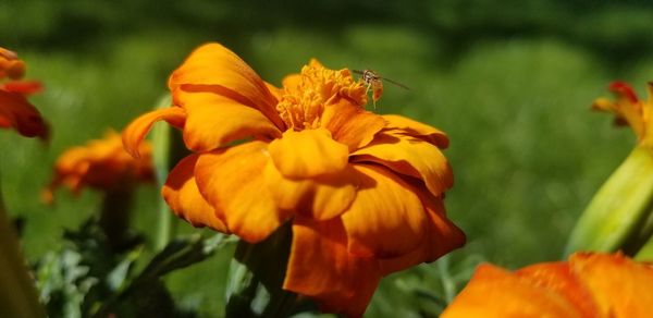 Close-up of insect on orange flower