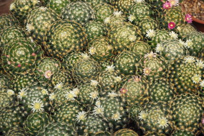 Full frame shot of plants