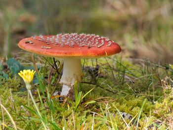 Close-up of mushroom growing on field