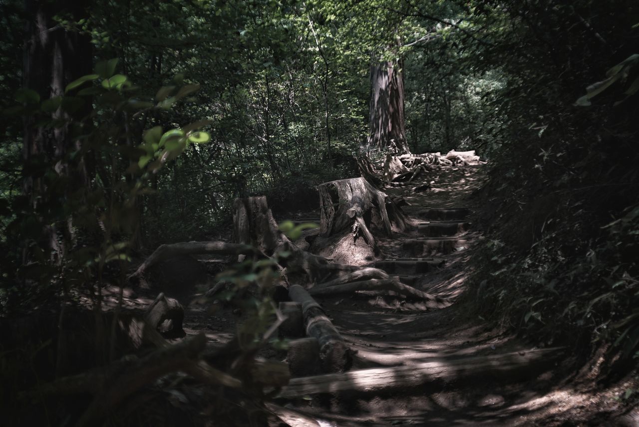 tree, plant, nature, no people, day, forest, tranquility, land, growth, outdoors, tree trunk, trunk, plant part, sculpture, old, beauty in nature, architecture, history, tranquil scene, solid, bark