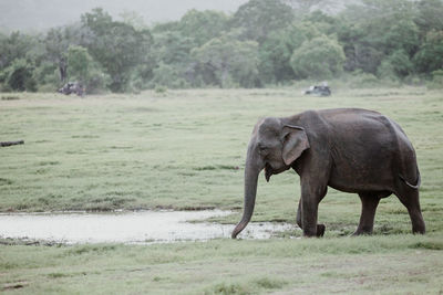 Elephant walking on field