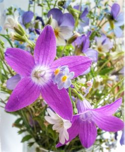 Close-up of purple flowering plant