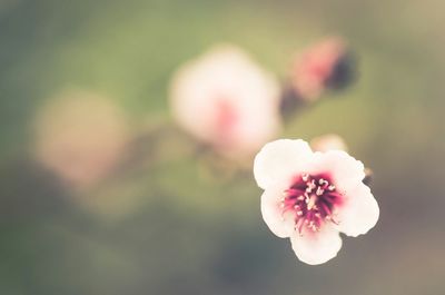 Close-up of pink flower