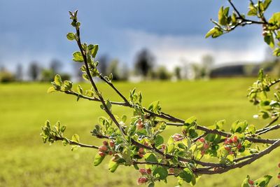 Close-up of fresh plant in field against sky