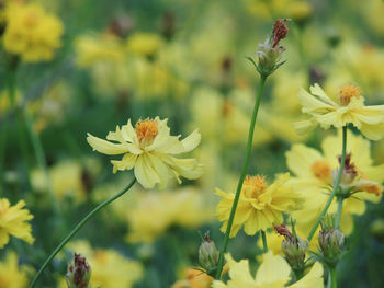 Close-up of yellow flowering plant