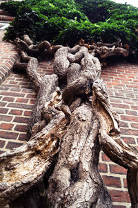 Low angle view of tree by brick wall