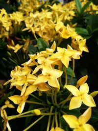 Close-up of yellow flowering plants