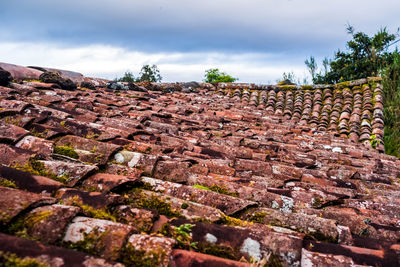 Plants growing on rock against sky