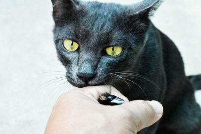 Yellow eyed black cat playing owner hand on blurred background