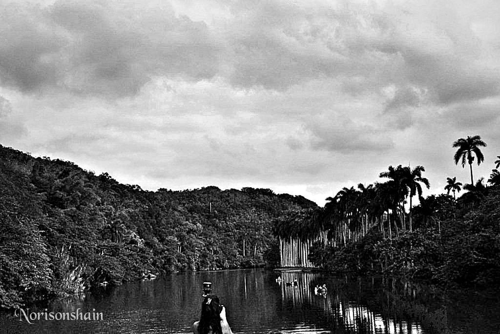 tree, sky, water, cloud - sky, tranquility, tranquil scene, scenics, nature, cloudy, beauty in nature, lake, cloud, railing, growth, river, idyllic, outdoors, pier, day, overcast