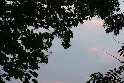 Low angle view of silhouette tree against sky