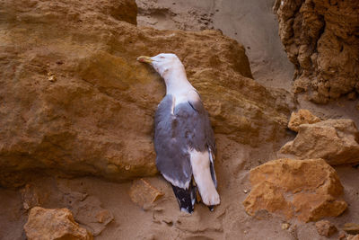 Close-up of seagull perching on rock