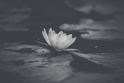 Close-up of flower against lake