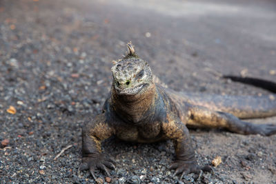 High angle view of lizard on land