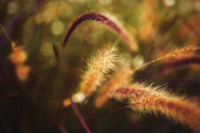 Close-up of dandelion flower