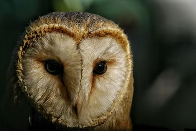 Close-up portrait of barn owl