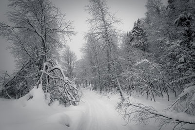 Snow covered land and bare trees in forest